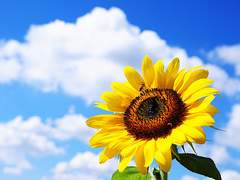 언젠가 그는 태양이 영원하길 바란 적 있었다.