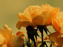 심해 속 이기심의 이명𓊝