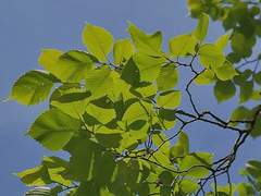 他訛利 形 · 22 · XX