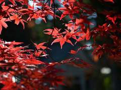 쥬빌레 루 타르타로스/7학년