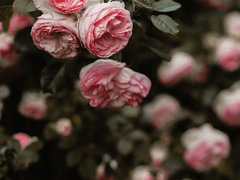 절망의 마법소녀 1