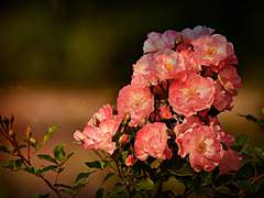 Persephone Rainforest