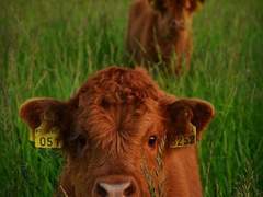 새미골 이 서방 도깨비랑 호형호제