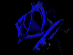 장미에 파란 잉크를 붓는다면