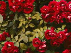 시들어버린 붉은 장미, 남겨진 혈흔의 향