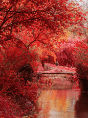 나의 너구리 신님께