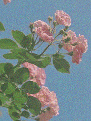 Do you like Flowers?