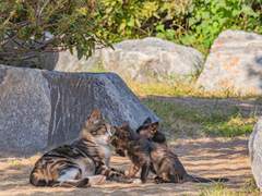 둘 또는 셋 3 pix