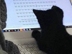 [고민상담] 원래 고양이들 이렇게 버릇이 없어?