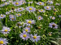 Aster tataricus
