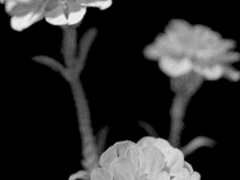 꽃 하나 - 마음을 전하는 방법