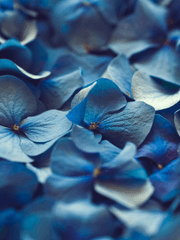 [퓨바용쿠] 하나하키 병