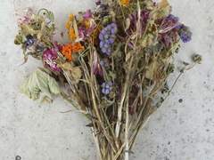 렌탄 시든 꽃, 다른 끝.