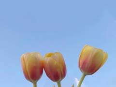 일별 탄생화와 꽃말