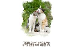 양어장 고양이 1일차 소감