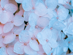 매화, 백합, 그리고 수국 정원