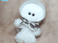 SUNNY TYPE ✦ 오리지널 브라운 ✦ / 입양 완료