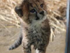 애옹신이 떴다. 05