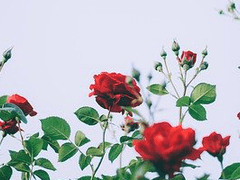 햇살이 태양에게,