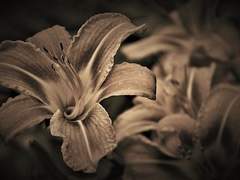 [지풒 동화 합작] 빨간 모자