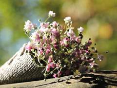 사네카나 썰 백업 10