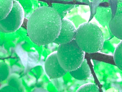 6월의 피터팬 prologue