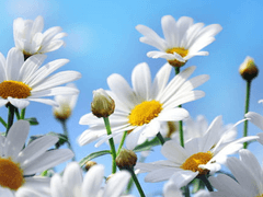 심상커 공개프로필