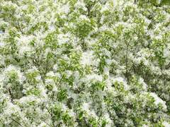 雪, 花, 劍 그리고 心 - 첫번째