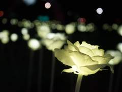 리카르도 오르테가 - The Other