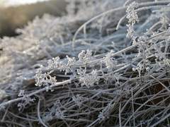 백선/불로초 일족/약 12000세