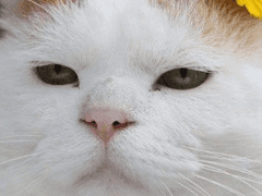 야 고양이 키워 본 사람 있냐? 09