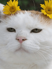 야 고양이 키워 본 사람 있냐?