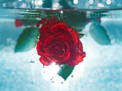 [DCD/츠카이] 저주