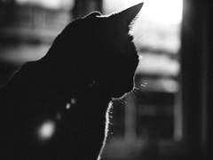 약빠른 고양이는 밤눈이 어둡다