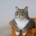 글쓰는 솜덩어리