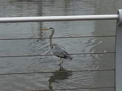 이 녀석 아시는 분