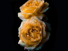 무신커 공개프로필/엘레노어