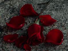 바보같고, 어리석고,미련하고