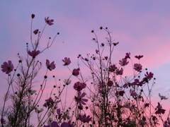 그는 다만 하나의 몸짓에 지나지 않았다.