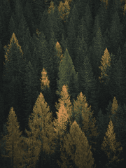 포레스텔라 전력