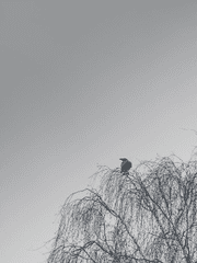 에키드나 헤이화 리