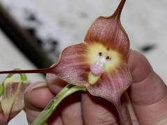 (실화) 초딩때 있었던일 19썰