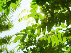 나의 첫사랑, 나의 여름에게.