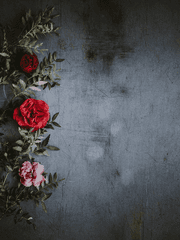 흰 국화가 붉게 물들 때까지