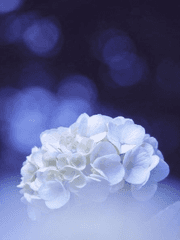 Hasel, Fallen Angel With A Blue Rose.