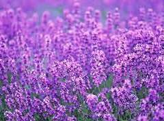 [NCT] 라벤더 향기를 담아, 당신에게 02