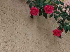 IF. 남친 갔어와도 돼.+