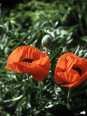 짧은 환상은 더 목마르게 해요