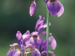 울프 세계관 정리