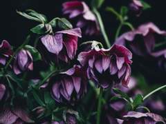 죽어가는 식물과 생일날 죽은 소녀.